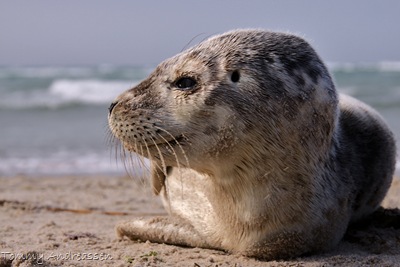 sel_IMG_5521_Photoview_Andreassen sel_IMG_5521_Photoview_Andreassen