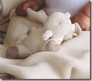 baby-sheep