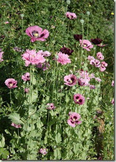 IMG_3738 IMG_3738
