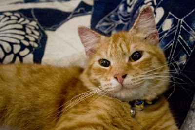 My moms cat: Loki