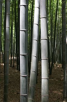 [Bamboo[6].jpg]