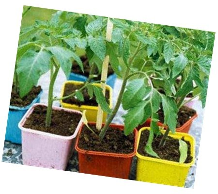 [TomatoPlants1[6].jpg]