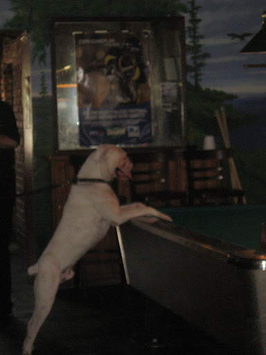 Pool Dawg