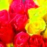 reaSONS FOR ROSE