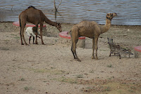 Jai Samand - A Lake Resort , Near to Udaipur , Rajasthan