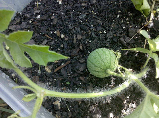 watermelon for real