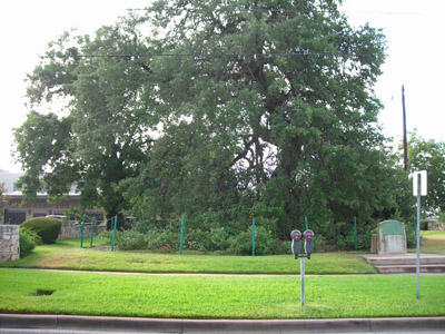 Treaty Oak Tree