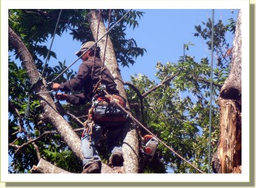 tree removal austin, tx