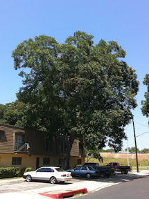 Good example of how lush a Pecan should look (in a parking lot, no less?!) IMG_2220.jpg