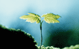[erbetta[6].gif]