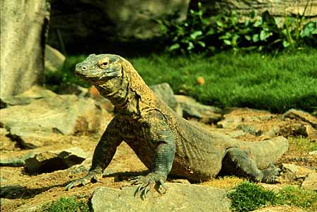 Komodo