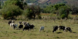 1 Roca 18 Cows