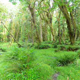 Olympic National Park