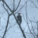 Pileated Woodpecker