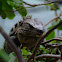 Mexican Spiny-tailed Iguana
