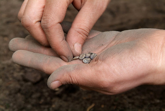 Planting bush beans