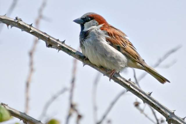 bird