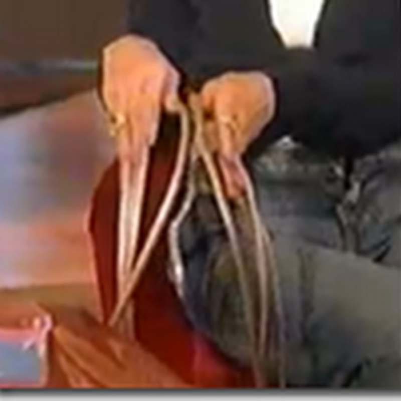 World’s longest fingernails lost in SUV accident – This Woman Can Cry over Her broken fingernails