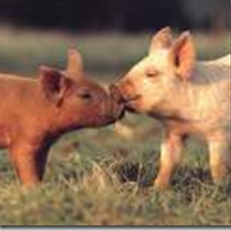 First Case of Pigs with Swine Flu Reported in Canada