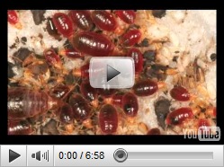 Bed Bug Exterminator Erie Pa Bed Bug Exterminator Erie Pa