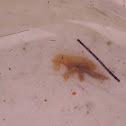 Scyllaea pelagica (Linnaeus 1758)