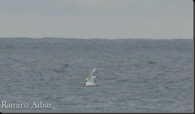 gaviota cabecinegra