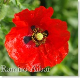 rosella