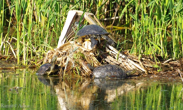 [tortuga leprosa i tortuga flotida i7[8].jpg]