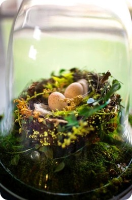 Sara France Photo cloche nest eggs moss