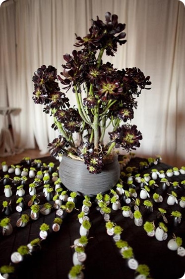 Succulent Escort card display