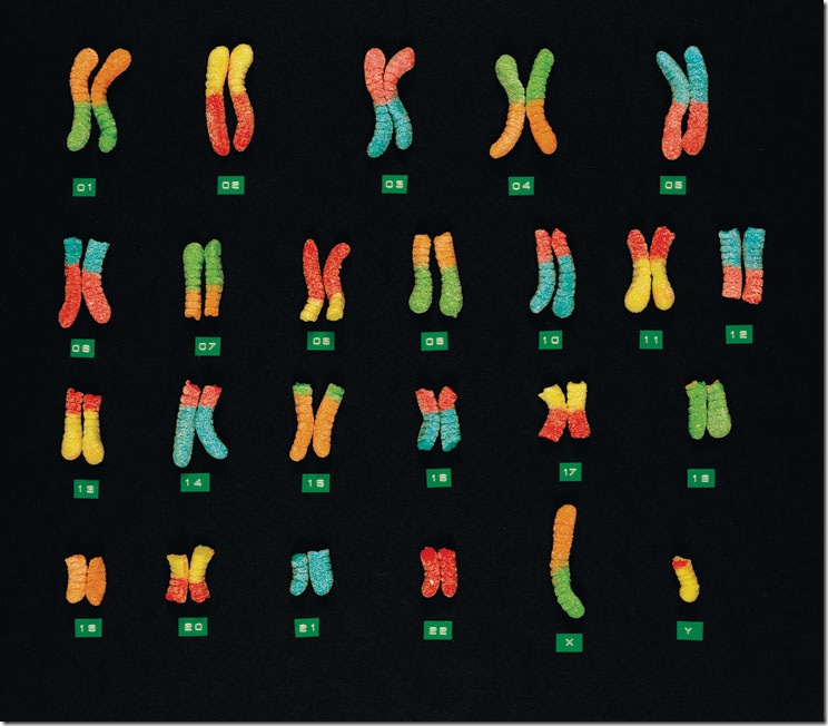 chromosomesweb