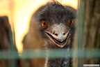 EMU!