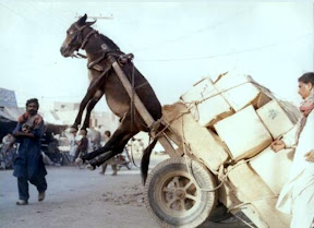 overloaded donkey funny