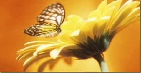 beautiful_monarch_butterfly_on_a_flower_print-p228144073290486355vsu7_325