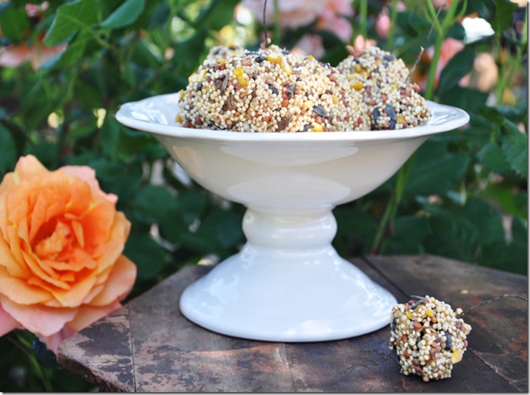 bird food 7