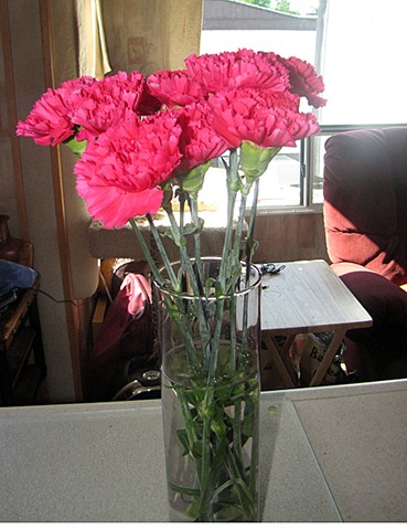 [carnations3.jpg]