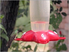 hummingbird4