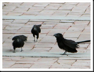 Anifledglings2 Anifledglings2