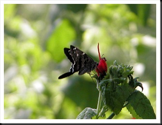 butterfly3jpg butterfly3jpg