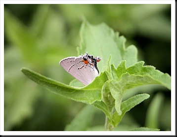 butterfly5jpg butterfly5jpg