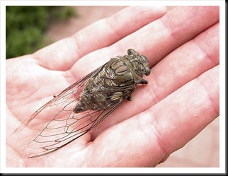 cicada cicada