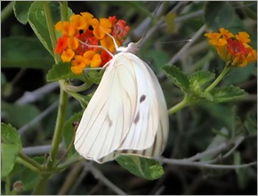 giantwhite2 giantwhite2