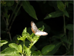 butterfly5 butterfly5