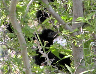 anifledglings1 anifledglings1