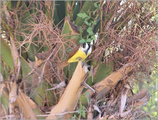 kiskadee6 kiskadee6