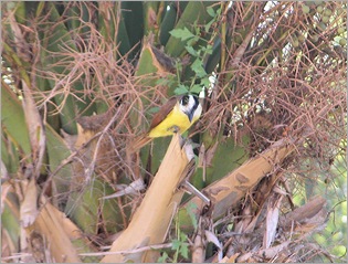 kiskadee6