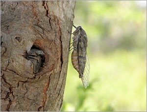 giant cicada giant cicada