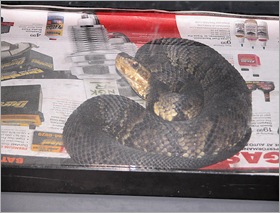 Copperhead Copperhead