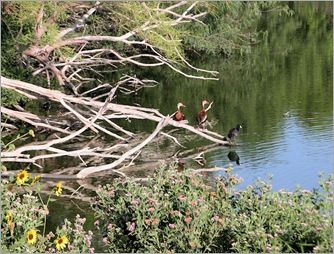 EndinburghWetlands3 EndinburghWetlands3