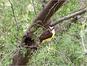 kiskadee444 kiskadee444